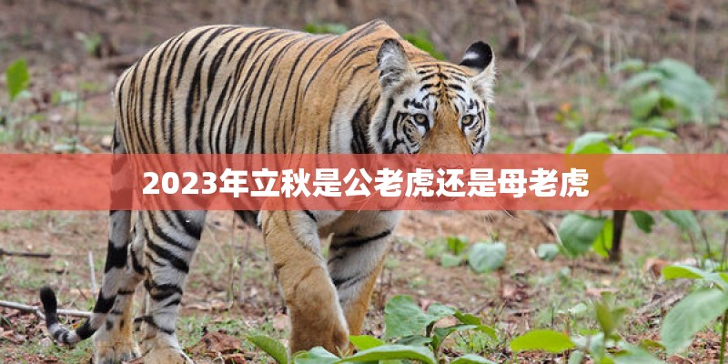 2023年立秋是公老虎还是母老虎