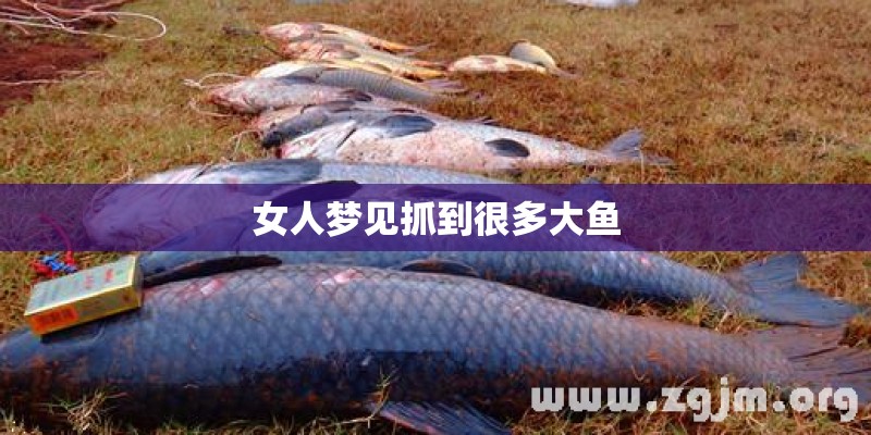 女人梦见抓到很多大鱼