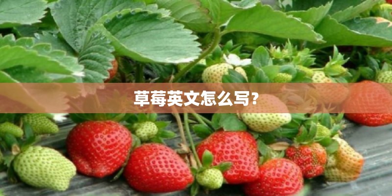 草莓英文怎么写？