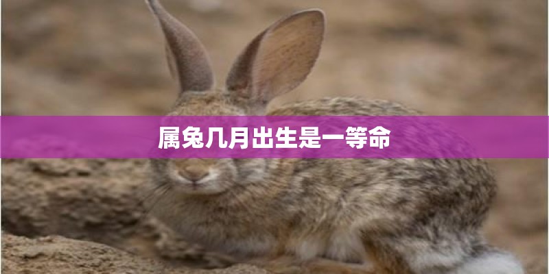 属兔几月出生是一等命