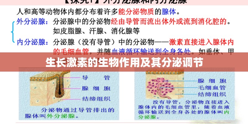 生长激素的生物作用及其分泌调节