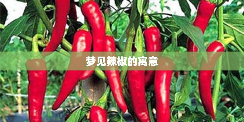 《电台情歌》歌词是什么？