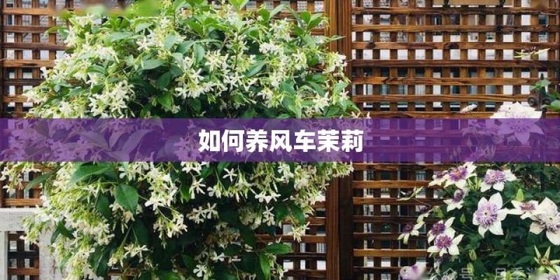如何养风车茉莉 如何养风车茉莉
