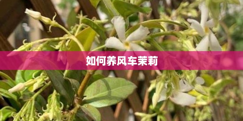 如何养风车茉莉 如何养风车茉莉