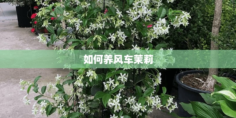 如何养风车茉莉 如何养风车茉莉