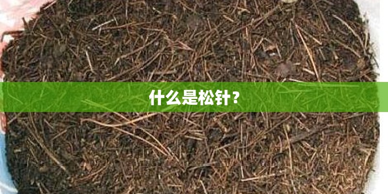 什么是松针? 什么是松针?