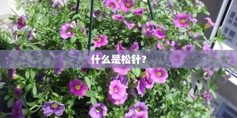 什么是松针? 什么是松针?