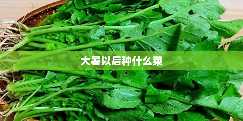 大暑以后种什么菜