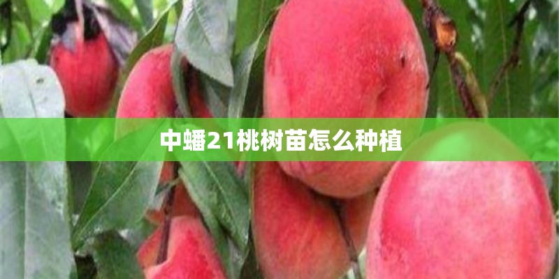 中蟠21桃树苗怎么种植
