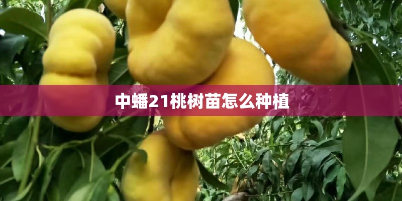 中蟠21桃树苗怎么种植