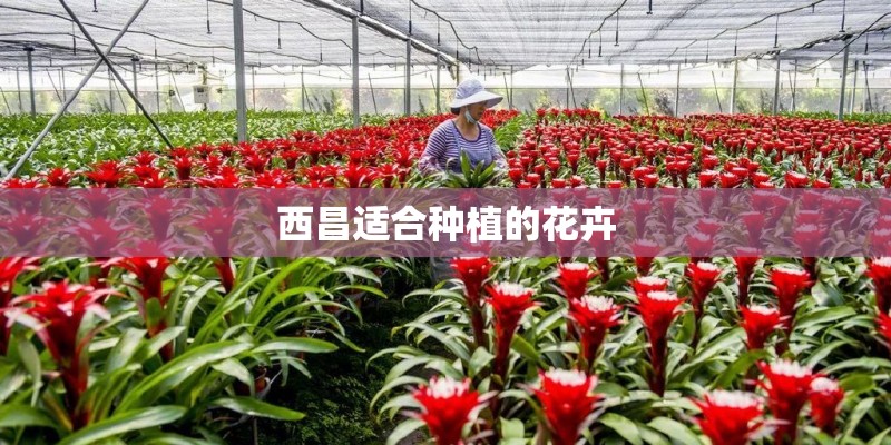 国家对麻醉药品用原植物种植实行管制禁止非法种植什么？