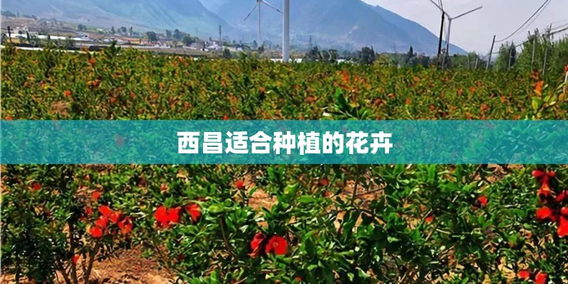 西昌适合种植的花卉