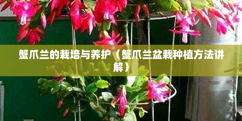 西昌适合种植的花卉