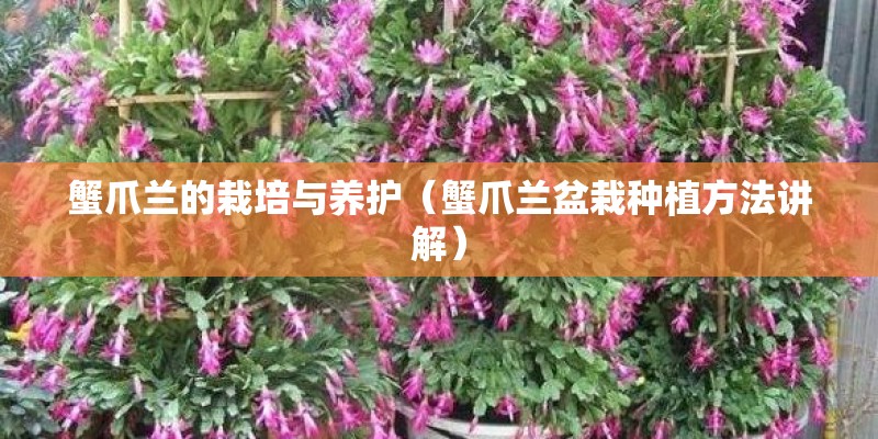 蟹爪兰的栽培与养护（蟹爪兰盆栽种植方法讲解）