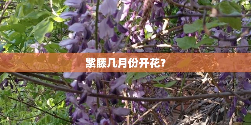 紫藤几月份开花? 紫藤几月份开花?