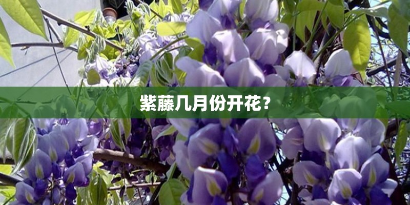 紫藤几月份开花? 紫藤几月份开花?