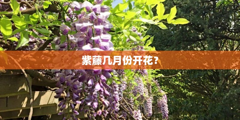 紫藤几月份开花? 紫藤几月份开花?