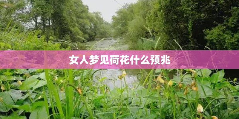 女人梦见荷花什么预兆