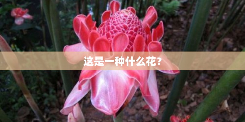 这是一种什么花？