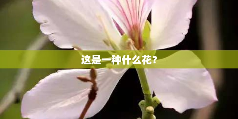 这是一种什么花？