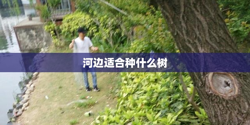 河边适合种什么树