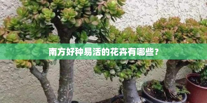 南方好种易活的花卉有哪些？