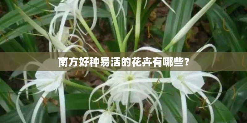 南方好种易活的花卉有哪些？