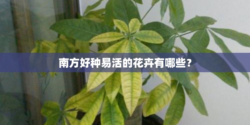 南方好种易活的花卉有哪些？