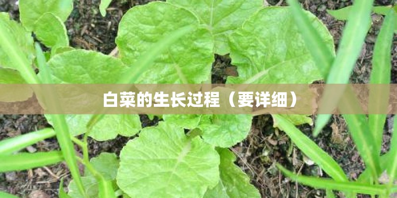 红枣期货论坛东方财富