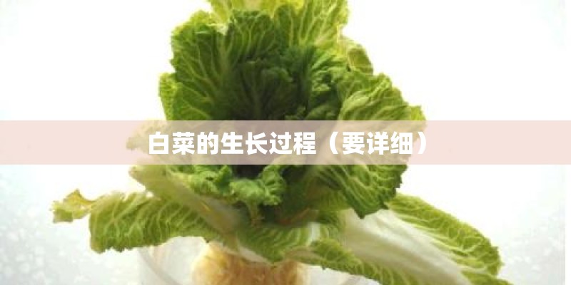 白菜的生长过程（要详细）