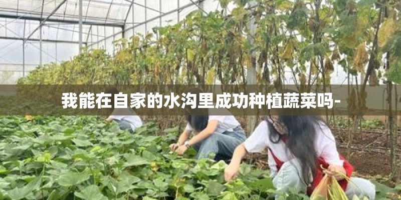 我能在自家的水沟里成功种植蔬菜吗-