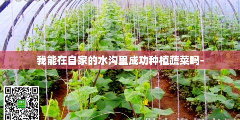 我能在自家的水沟里成功种植蔬菜吗-