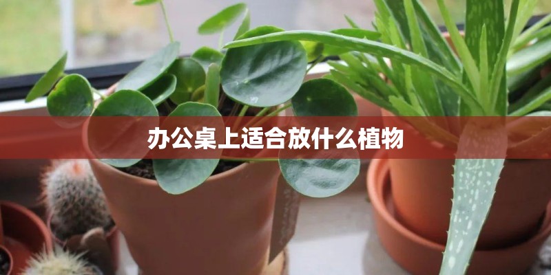 办公桌上适合放什么植物