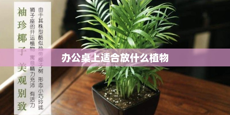 办公桌上适合放什么植物