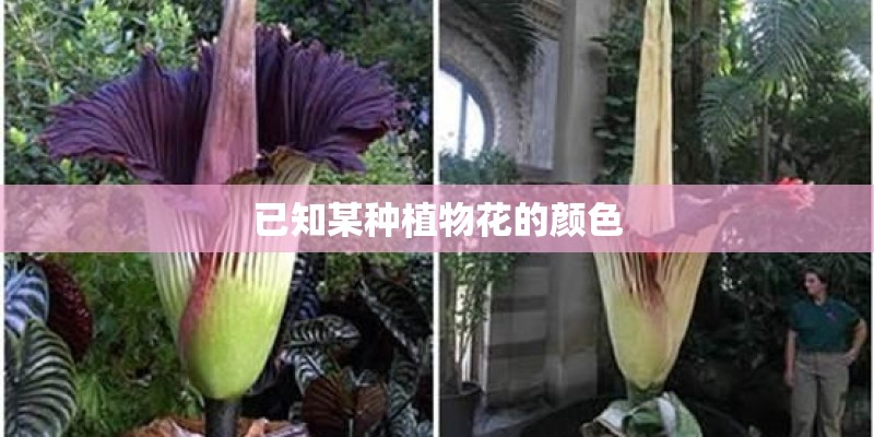 已知某种植物花的颜色