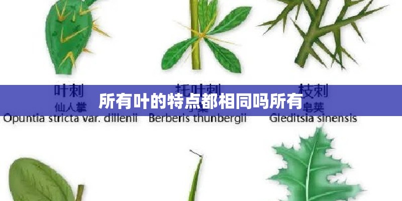 所有叶的特点都相同吗所有