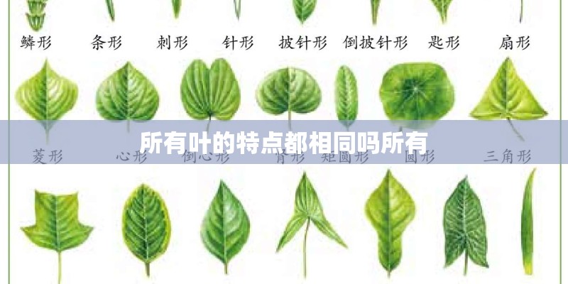 所有叶的特点都相同吗所有