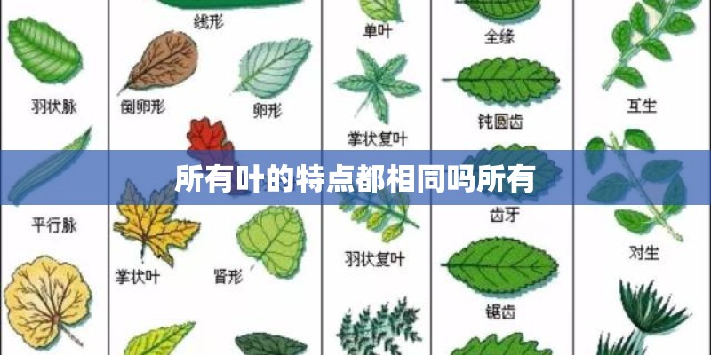 所有叶的特点都相同吗所有