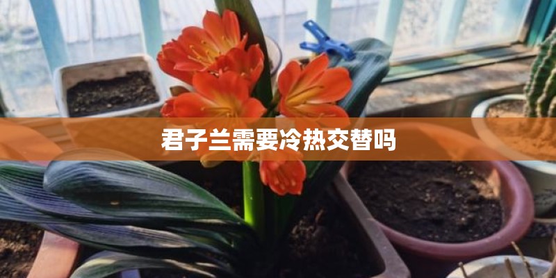 君子兰需要冷热交替吗