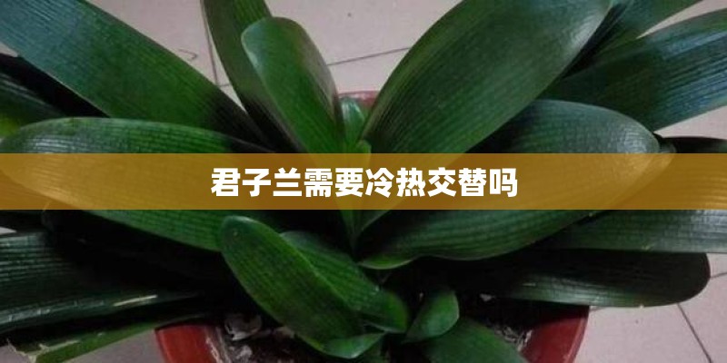 君子兰需要冷热交替吗