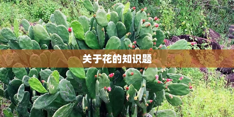 所有叶的特点都相同吗所有
