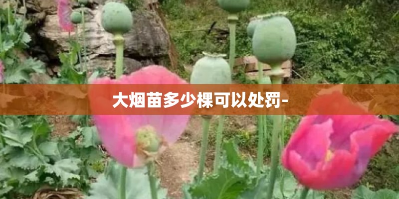 关于花的知识题