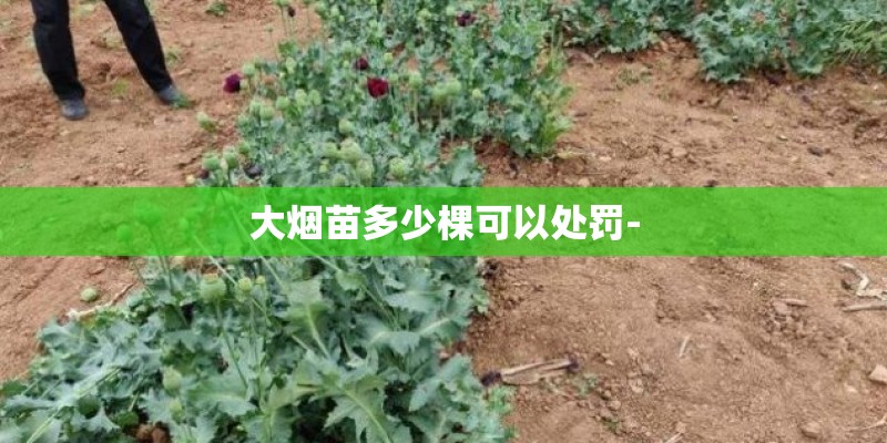 大烟苗多少棵可以处罚-