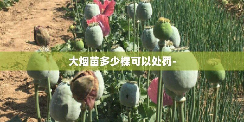 大烟苗多少棵可以处罚-