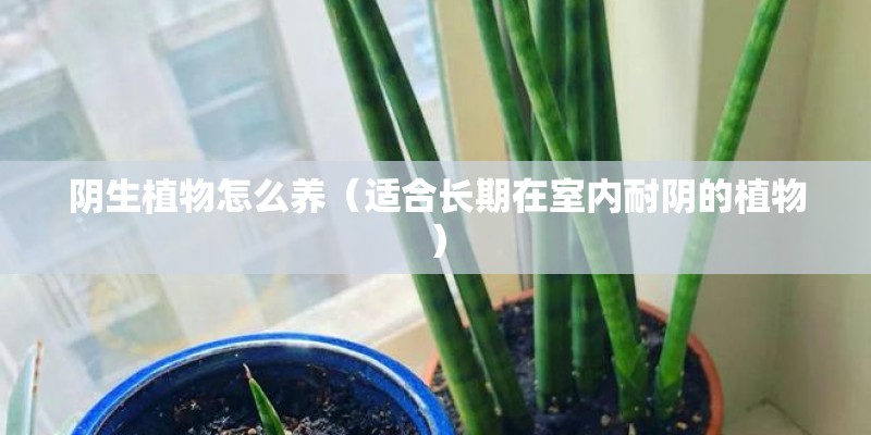 阴生植物怎么养(适合长期在室内耐阴的植物) 阴生植物怎么养(适合长期在室内耐阴的植物)