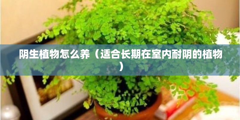 阴生植物怎么养(适合长期在室内耐阴的植物) 阴生植物怎么养(适合长期在室内耐阴的植物)