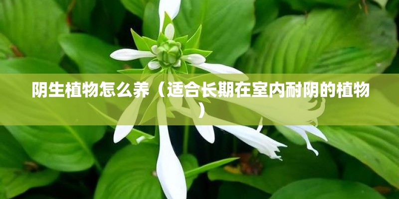 阴生植物怎么养(适合长期在室内耐阴的植物) 阴生植物怎么养(适合长期在室内耐阴的植物)