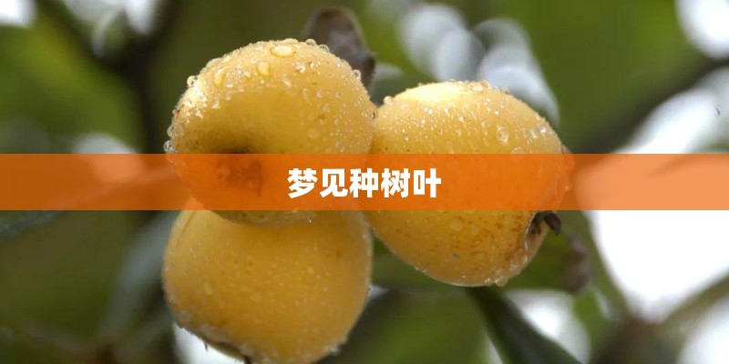 梦见种树叶