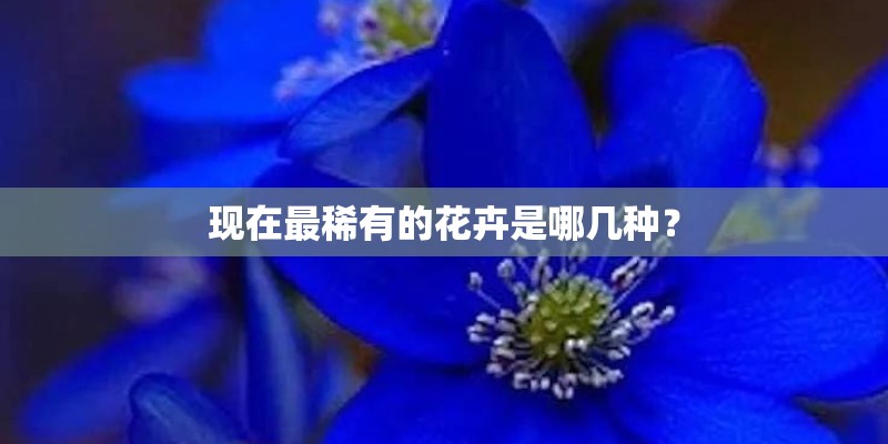 现在最稀有的花卉是哪几种？