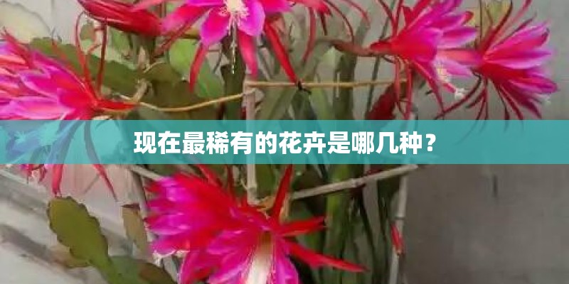 现在最稀有的花卉是哪几种？